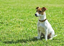 Terrier in grass