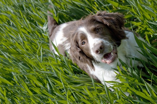 Spaniel in grass