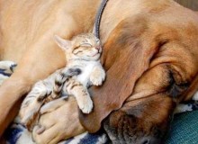 cute-is-cute