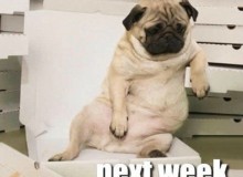 diet_starts_540