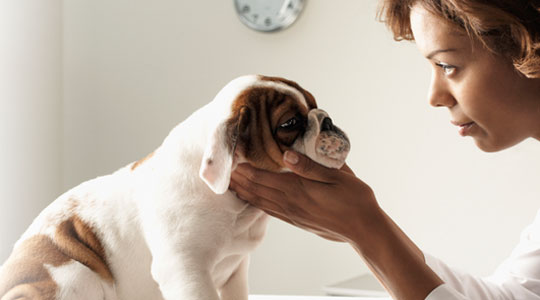 Puppy receiving care at a 1st Care mobile vaccination clinic